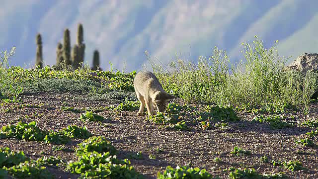The South American gray fox (Lycalopex griseus)