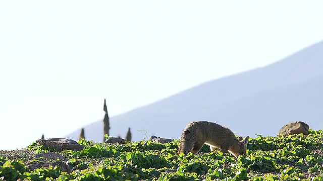 The South American gray fox (Lycalopex griseus)