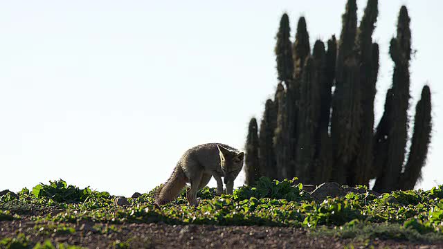 The South American gray fox (Lycalopex griseus)