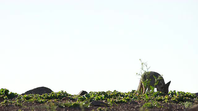 The South American gray fox (Lycalopex griseus)
