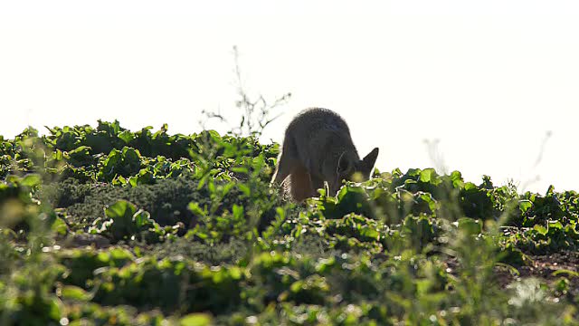 The South American gray fox (Lycalopex griseus)