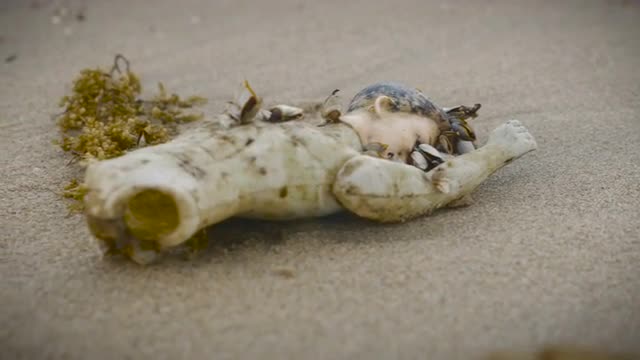 Part of a plastic doll on the sand covered in live shells - slider