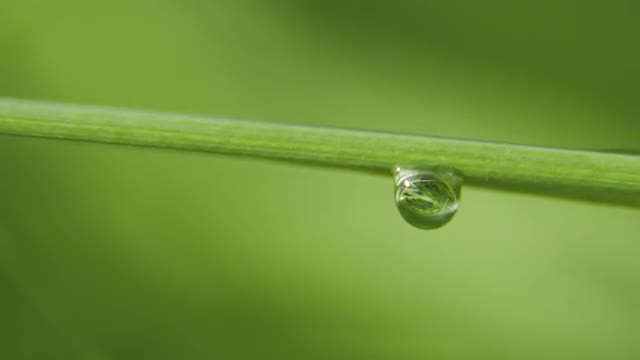 Drop of dew on the grass