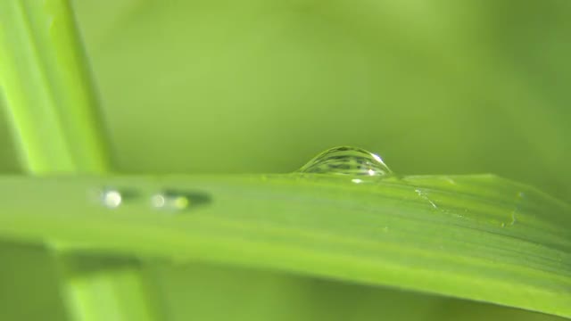 Drop of dew on the grass