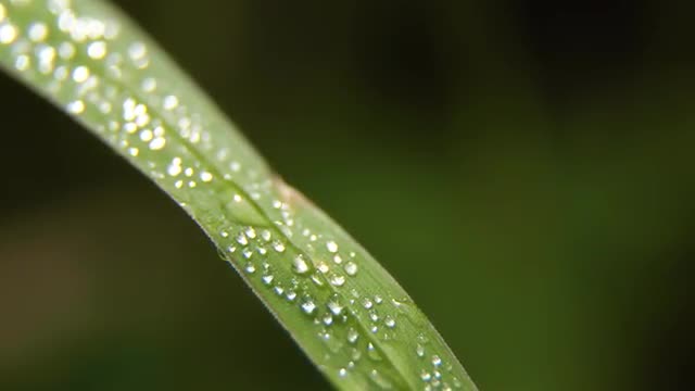 Drop of dew on the grass
