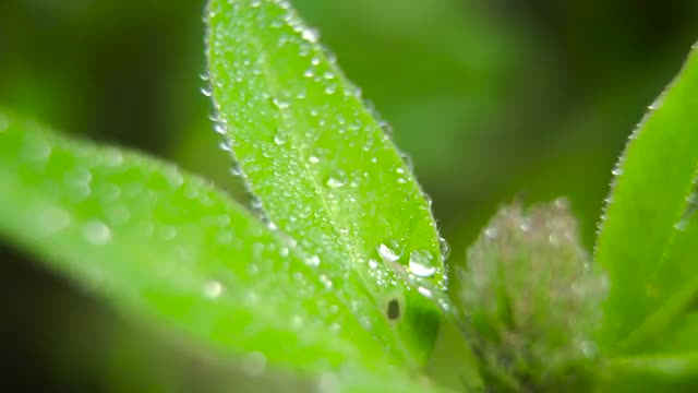 Drop of dew on the grass