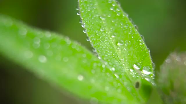 Drop of dew on the grass