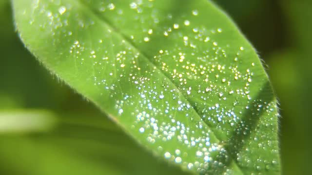 Drop of dew on the grass