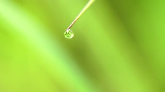 Drop of dew on the grass