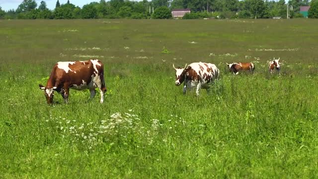 Cows grazing on pasture