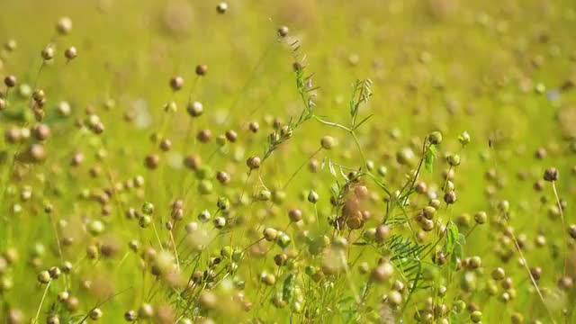 Summer landscape, a field of flax