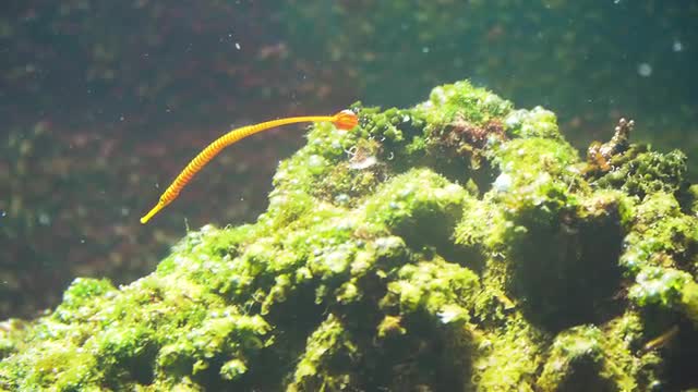 Thorny Seahorse in seagrass