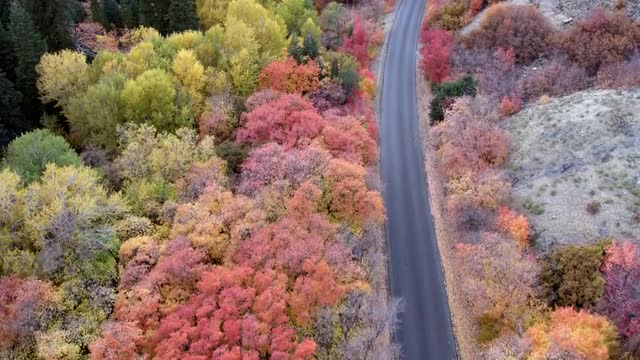 Flying down towards colorful tree tops in Fall
