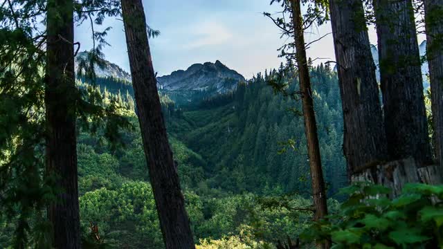 Mountain Vista through trees