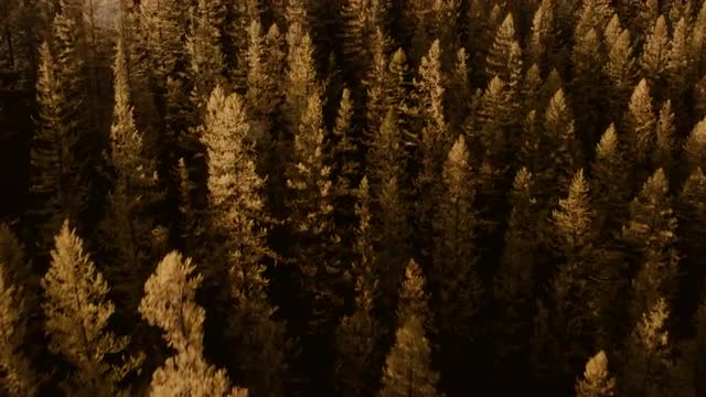 Above Larch Trees: autumn