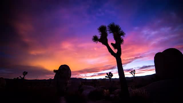 Joshua Tree Day to Night Time Lapse