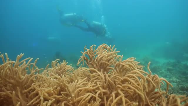 Scuba Divers underwater.