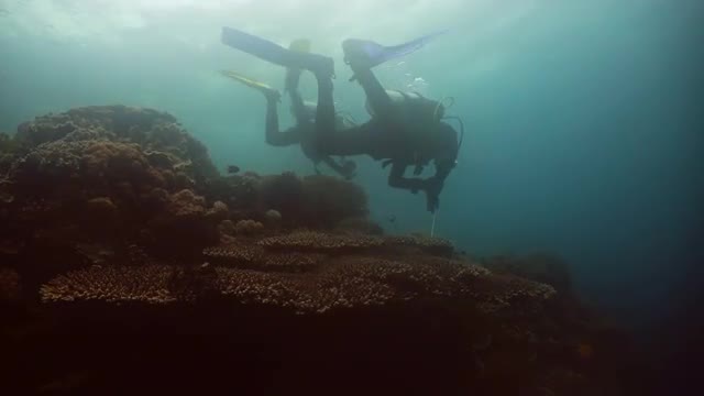 Scuba Divers underwater.