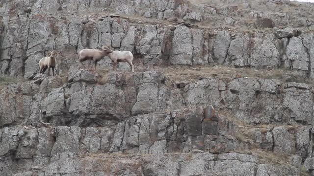 3 Bighorn sheep on the edge of a cliff as one shakes head