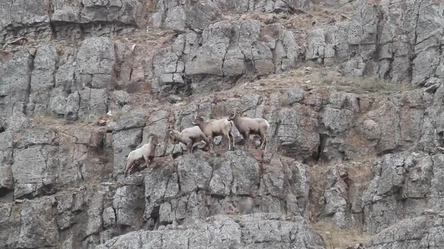4 Bighorn sheep on the edge of a cliff