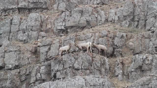 4 Bighorn sheep on the edge of a cliff hitting each other