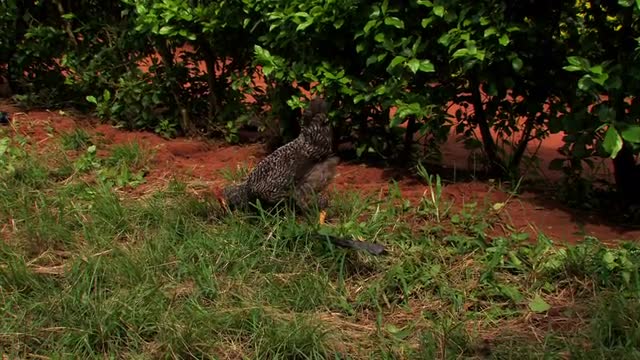 Chicken walking around in Ghana.