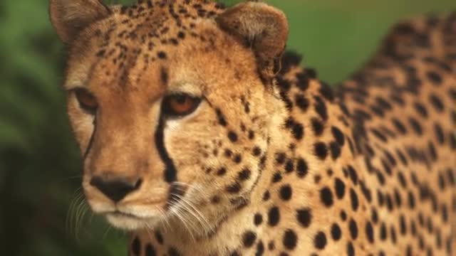Close up footage and pan of walking cheetah