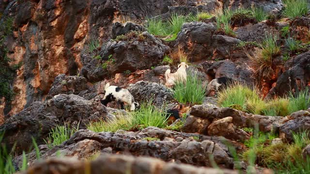 Stock Video Footage of goats grazing on a rocky hillside in Israel.