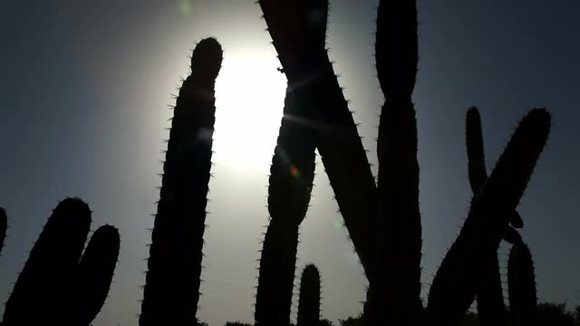 Stock Video Footage of cactus silhouettes in Israel.