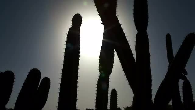 Stock Video Footage of silhouetted cactus stalks in Israel.