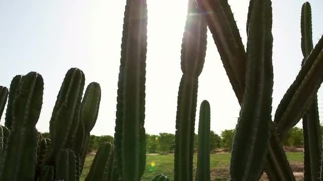 Stock Video Footage of sunlit cactus in Israel.