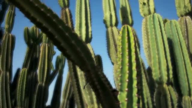 Stock Video Footage of a cactus patch in Israel.