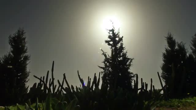 Stock Video Footage of silhouetted trees and cacti in Israel.
