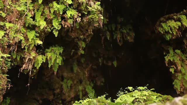 Stock Video Footage of water dripping through ferns in Israel.
