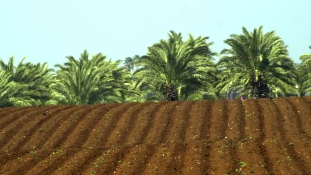 Stock Video Footage panorama of furrows and palm trees shot in Israel at 4k with Red.