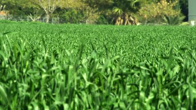 Stock Video Footage of a green field shot in Israel at 4k with Red.