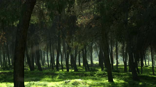 Stock Video Footage of a silhouetted forest shot in Israel at 4k with Red.