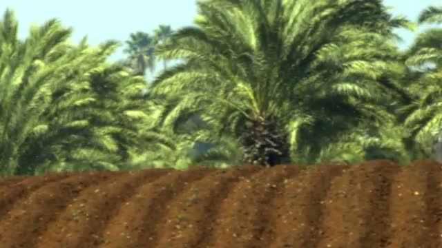 Furrows and palm trees shot in Israel.