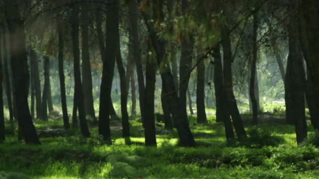 A silhouetted forest shot in Israel.
