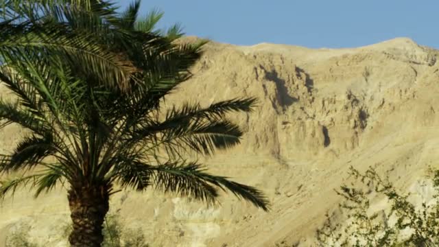 A mountain and Ein Gedi palm trees shot in Israel.