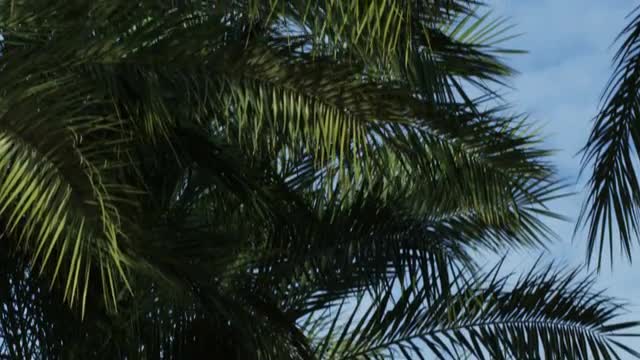 Ein Gedi palm trees in the breeze shot in Israel.