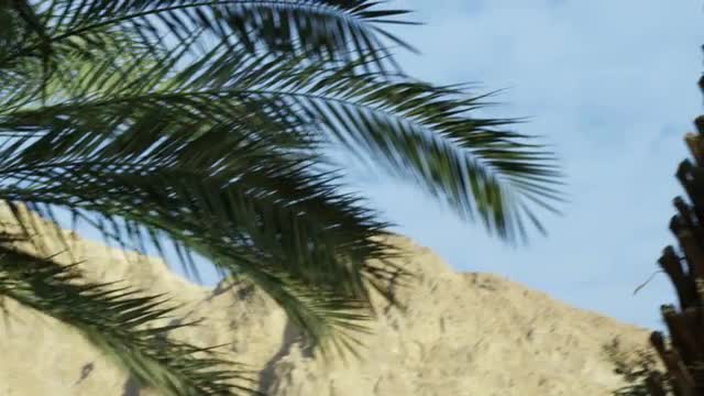 Ein Gedi palm trees shot in Israel.