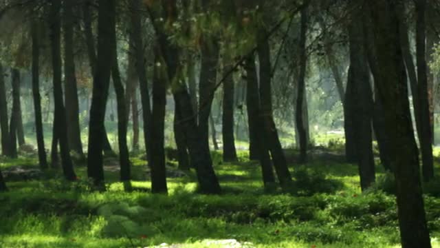 Panning shot of A silhouetted forest shot in Israel.