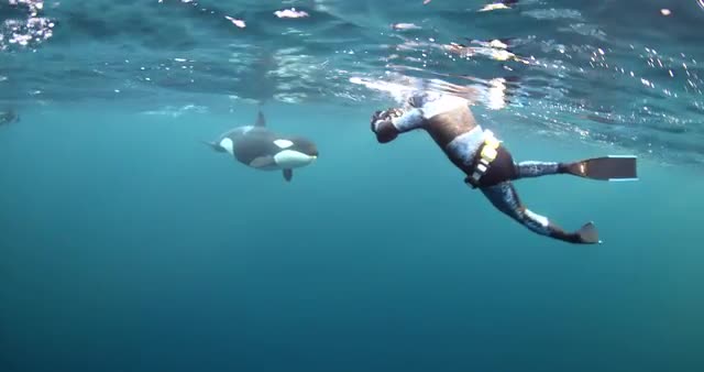 Orca Calf &amp; Freedivers Part 2
