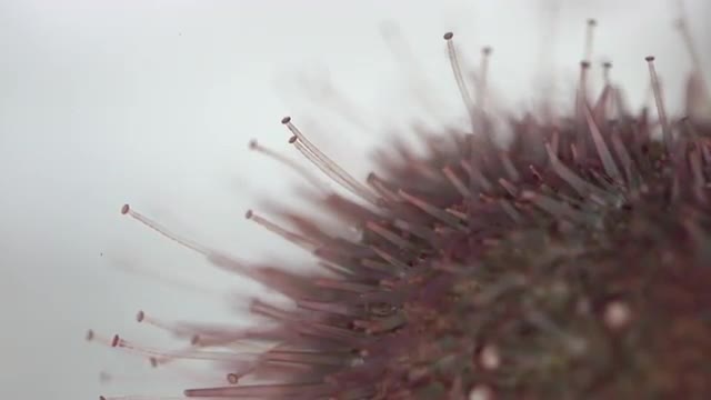Macro Sea Urchin