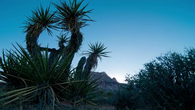 Timelapse shot of the sunset of cacti at the Nevada desert with lens flare