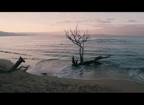 Revolve around a dead tree in the Hawaiian Ocean - Drone