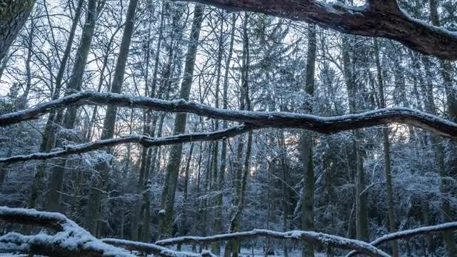Austria - Forest - Winter - Timelapse - 4K - UHD