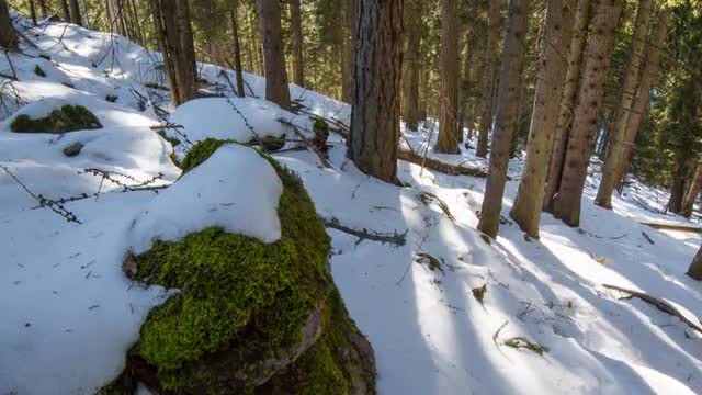 Austria - Forest Sun - Winter - Timelapse - 4K - UHD