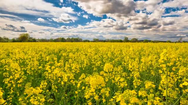 Austria - Flowers - Spring - Timelapse - 4K - UHD